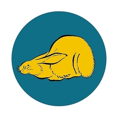 ウサギ ー主にハンガリー産