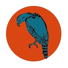 キジー静岡県産など