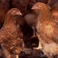 通常の鶏の３倍以上時間をかけて放し飼いで育てられた比内地鶏。