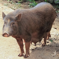 上質な沖縄在来種あぐー豚。甘い脂と軽やかな口溶け。