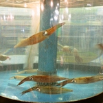 生簀で泳ぐ市場直送の鮮魚！