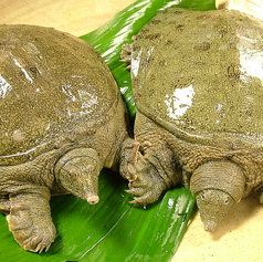 【歓送迎会】　すっぽん・くえ祭り　3/1〜3/末までの写真