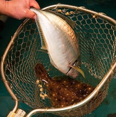 生け簀で泳ぐ魚介をご注文を頂いてから調理致します。