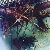 店内のいけすには焼津で水揚げされた天然のお魚がいます。