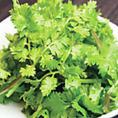 コリアンダー(パクチー)