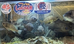 水槽には穴子や大将自らが釣ってきたウキソメバル、アコウなど様々なお魚が元気に泳いでおります！