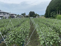 和食ダイニング かもめのコース写真