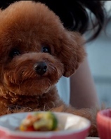 ワンちゃんやお子様、ご年配のお客様まで