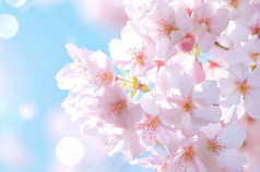 PETIT CHAMBRE プティシャンブルのコース写真