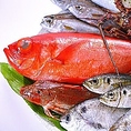 ＜市場直送＞瀬戸内の魚介の宝庫から　毎日新鮮な魚介類を直送