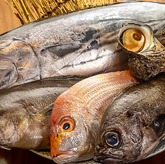 浜田・隠岐から直送！津本式で締めた熟成鮮魚を堪能