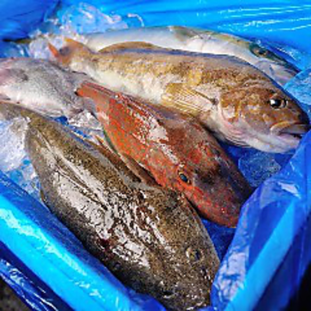 自慢の鮮魚は三陸からの直送！