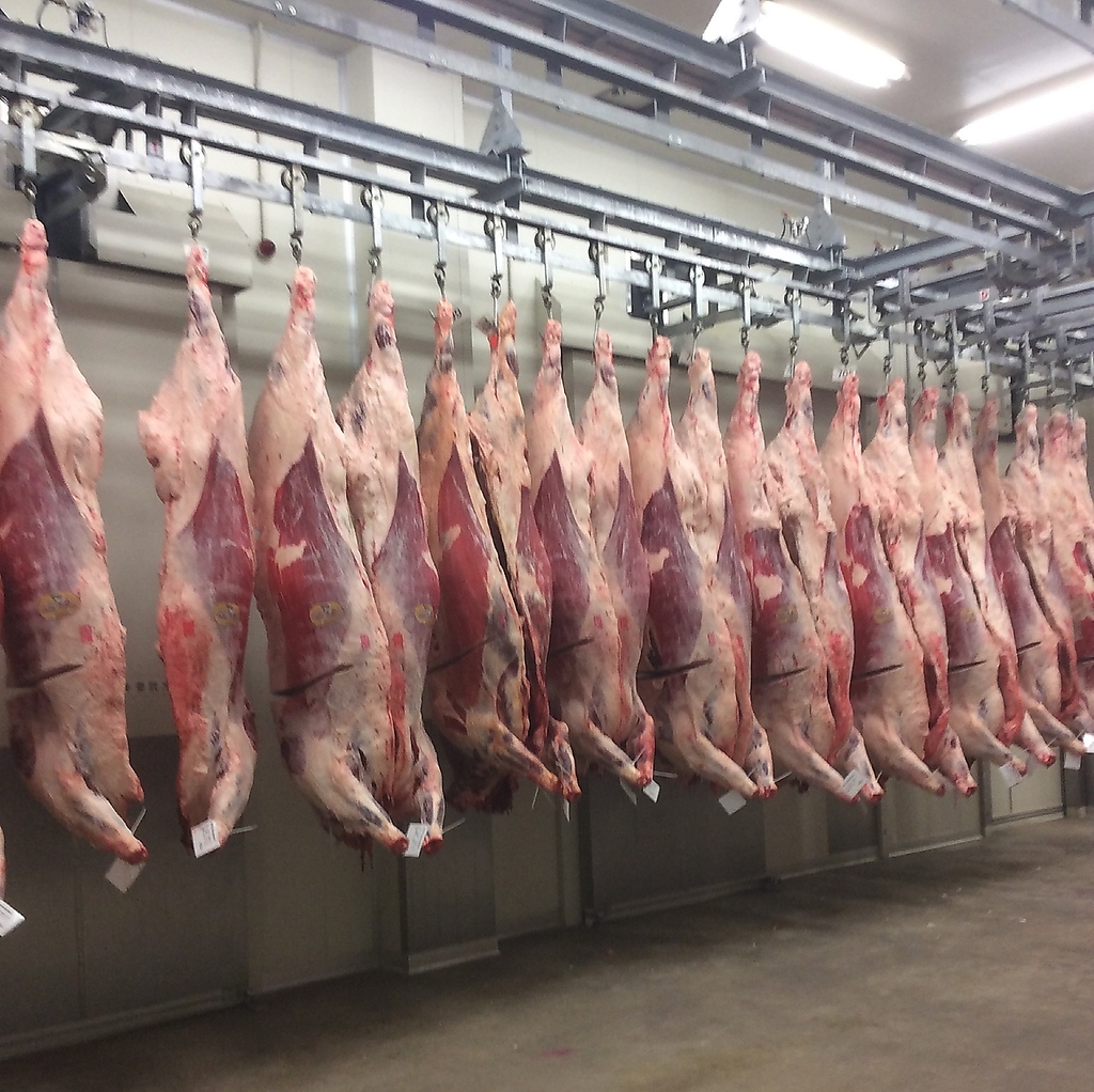 滋賀県近江八幡での競り前の吊るされた牛。枝肉の検品をして、その後に競りがスタート