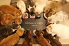 猫まるカフェのURL1