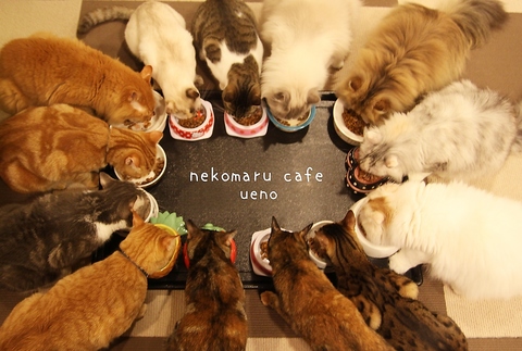 のんびりくつろげる、猫カフェです。上野の話題スポット!!