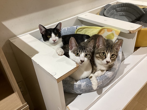 里親募集型猫カフェ えこねこ(練馬/カフェ・スイーツ)＜ネット予約可