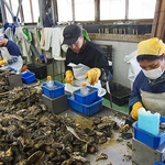 室津漁港より毎朝直送！厳選された新鮮な牡蛎をご提供♪単品はもちろん食べ放題も！調理方法も様々◎