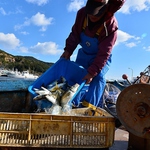 紀伊海道水域で取れた魚を中心に、漁港より直送される鮮魚を召し上がれる海鮮居酒屋