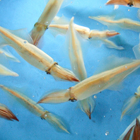 生簀完備！呼子イカはもちろん鮮度の高さにこだわります