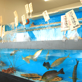 【店内に生簀を完備】新鮮な魚介類がご準備してお待ちしております♪※季節や天候により内容が変わります。店内でお気軽にお問い合わせください。