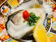 兵庫県赤穂の大粒牡蠣 生