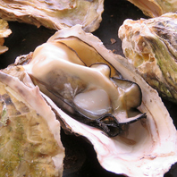 希少な牡蠣は数量限定でのご提供となります