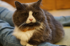 ~ネコちゃん紹介~ラムネ