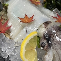 呼子のイカ姿造り