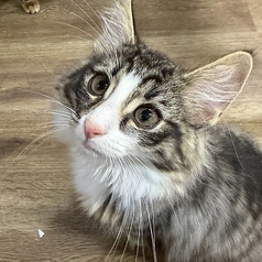 Cat&Animal Cafe Noah s Ark ノアズアーク 大阪天神橋3丁目店の特集写真