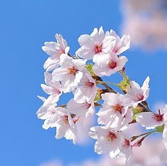 ピッツェリアエイト 下北沢のコース写真