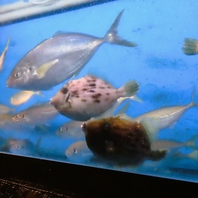 質、種類の豊富さが自慢！毎日市場直送の魚を大漁入荷