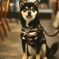 【かわいい店長がお出迎え！】名物店長「黒柴のごま」がお出迎えいたします！犬好きにはたまらないお店♪柴犬店長はお休みの日もございますので、出勤予定は公式SNSをご確認下さい。