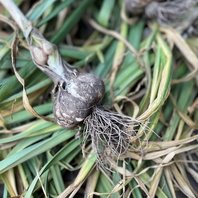 お客様のにんにく体験をサポートいたします