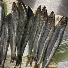 鰯蒲焼