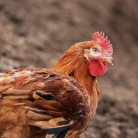 日本三大地鶏の一種「熊本あか鶏」を使用