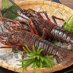 活 伊勢海老 刺身又は焼き <一本>