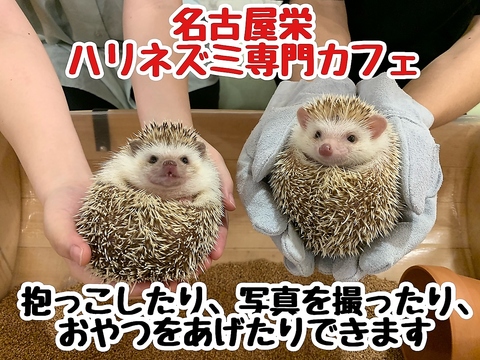 かわいいハリネズミ専門カフェ♪抱っこできます！60分～予約も承ります！！