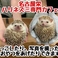 ハリネズミ専門カフェ HARRY WOODの画像