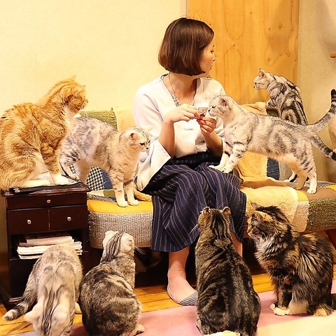 猫とくつろげる『猫ルーム』 猫を見ながらお食事ができる『カフェスペース』 