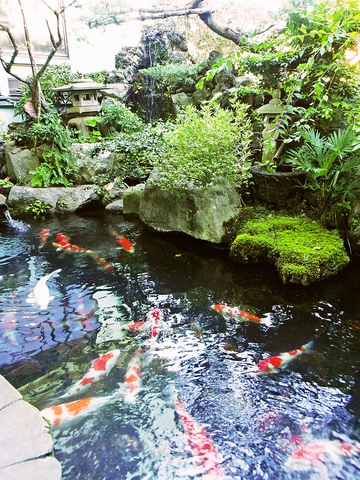 中庭の池で泳ぐ錦鯉を眺めながら、ゆったりとした時間とおいしい食事を楽しめる。