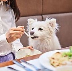 愛犬とお食事 本格イタリア料理ご用意