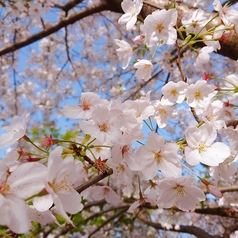 ヴェネツィア酒場 Ombra オンブラ 王子駅前のコース写真