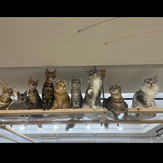 Cat&amp;Animal Cafe Noah s Ark ノアズアーク 祇園店の写真