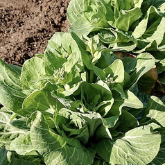 季節の野菜のおいしさが一番♪