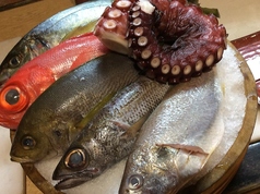 本日入荷の地魚刺身