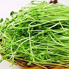 豆苗