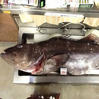 巨大高級魚いしなぎ！52.2kgです。