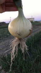 淡路島の玉葱
