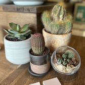 店内・店外には多種多様な可愛いサボンテン達でゆっくりご飲食をお楽しみ頂けます。