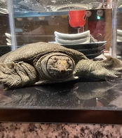 諭吉(すっぽん)が全力でお出迎え!